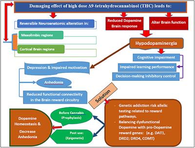 Cannabis-Induced Hypodopaminergic Anhedonia and Cognitive Decline in Humans: Embracing Putative Induction of Dopamine Homeostasis